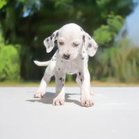 Cucciolina femmina di Dalmata