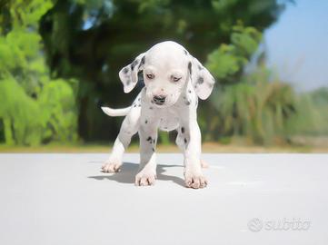 Cucciolina femmina di Dalmata
