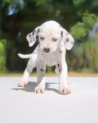 Cucciolina femmina di Dalmata