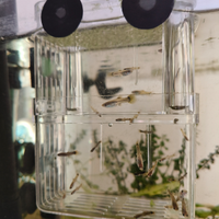Lebistes avannotti