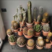 Collezione di piante grasse