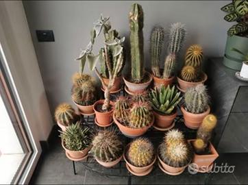 Collezione di piante grasse