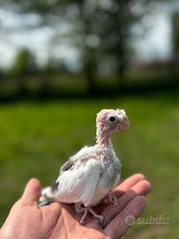 Calopsite allevata a mano