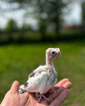 Calopsite allevata a mano