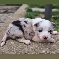 Border collie cucciole pedigree