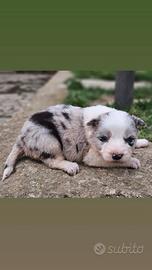 Border collie cucciole pedigree