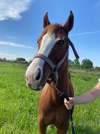 Giovane Quarter Horse femmina di circa due anni