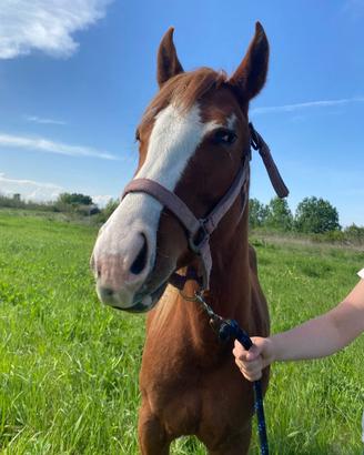 Giovane Quarter Horse femmina di circa due anni