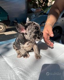 Bulldog francesi