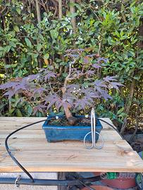 Acero palmato pre bonsai