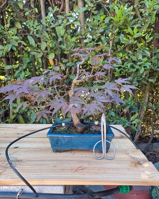 Acero palmato pre bonsai