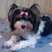Yorkshire biewer terrier