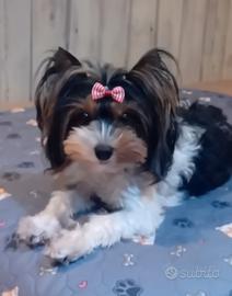 Yorkshire biewer terrier