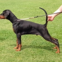 Dobermann