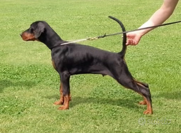 Dobermann
