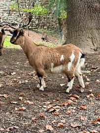Capretta tibetana femmina