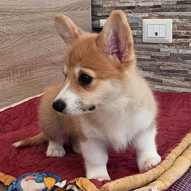 Welsh Corgi Pembroke