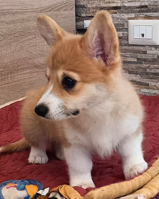 Welsh Corgi Pembroke
