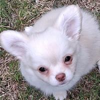 Cucciola di piccola taglia