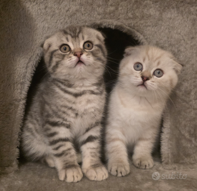 Scottish fold DISPINIBILI SUBITO