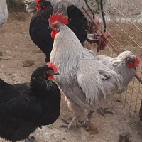 Marans lavanda