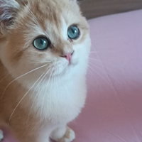 British Shorthair Golden Chinchilla