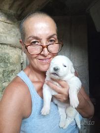 Disponibili per adozione, cuccioli di Maremmano
