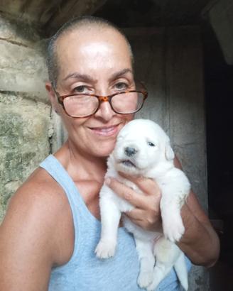 Disponibili per adozione, cuccioli di Maremmano