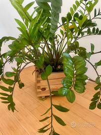 Zamioculcas grande con portavaso in legno 40x40