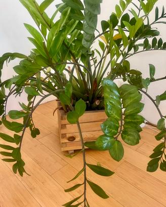 Zamioculcas grande con portavaso in legno 40x40