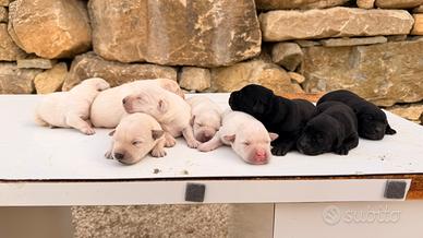 Cani Incrocio Labrador