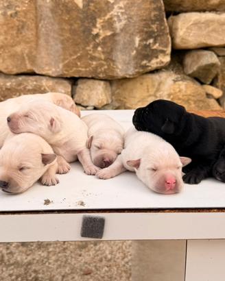Cani Incrocio Labrador