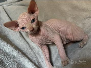 Sphynx pedigree
