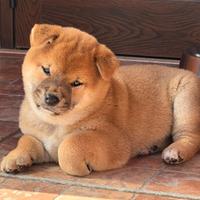 Cuccioli di Shiba Inu con pedigree