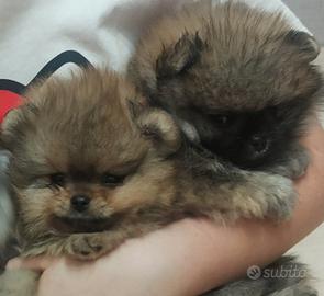 Spitz di Pomerania nano