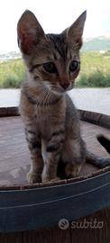 Gattini
