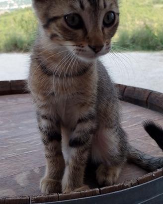 Gattini