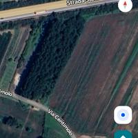 Terreno con circa 100 pioppi