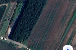 Terreno con circa 100 pioppi