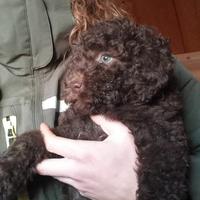 Cuccioli di lagotto romagnolo