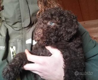 Cuccioli di lagotto romagnolo
