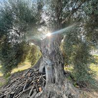 Ulivi millenari