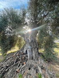 Ulivi millenari