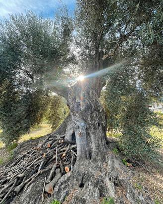 Ulivi millenari