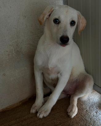 Cucciola taglia medio piccola