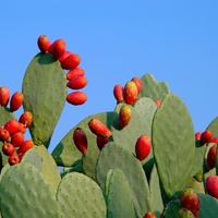 FICO D'INDIA BIO SICILIANO PER TARTARUGHE DA TERRA