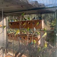 Cocorite vari colori