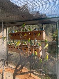 Cocorite vari colori