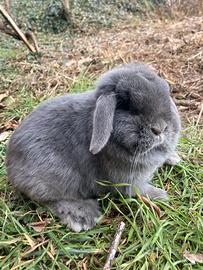 Coniglio nano femmina minilop