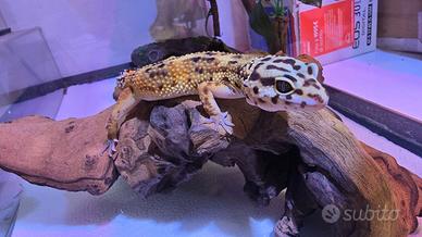 Geco Leopardino
